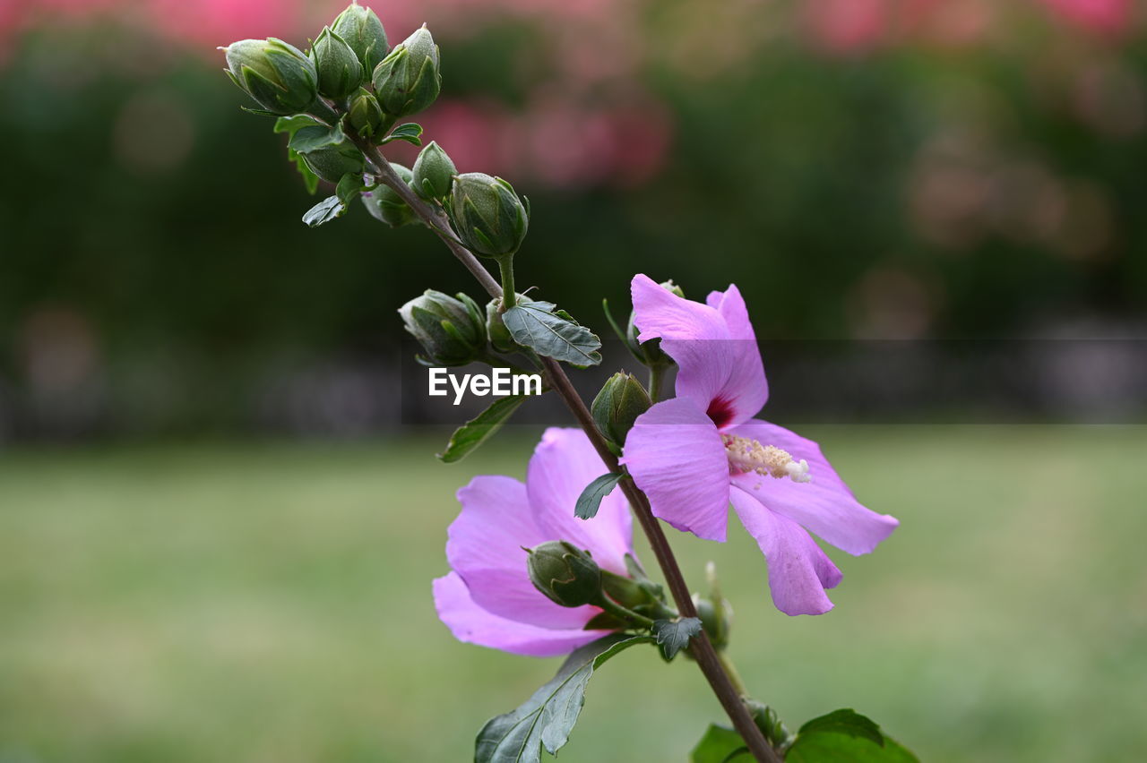 Close-up of pink flowering plant