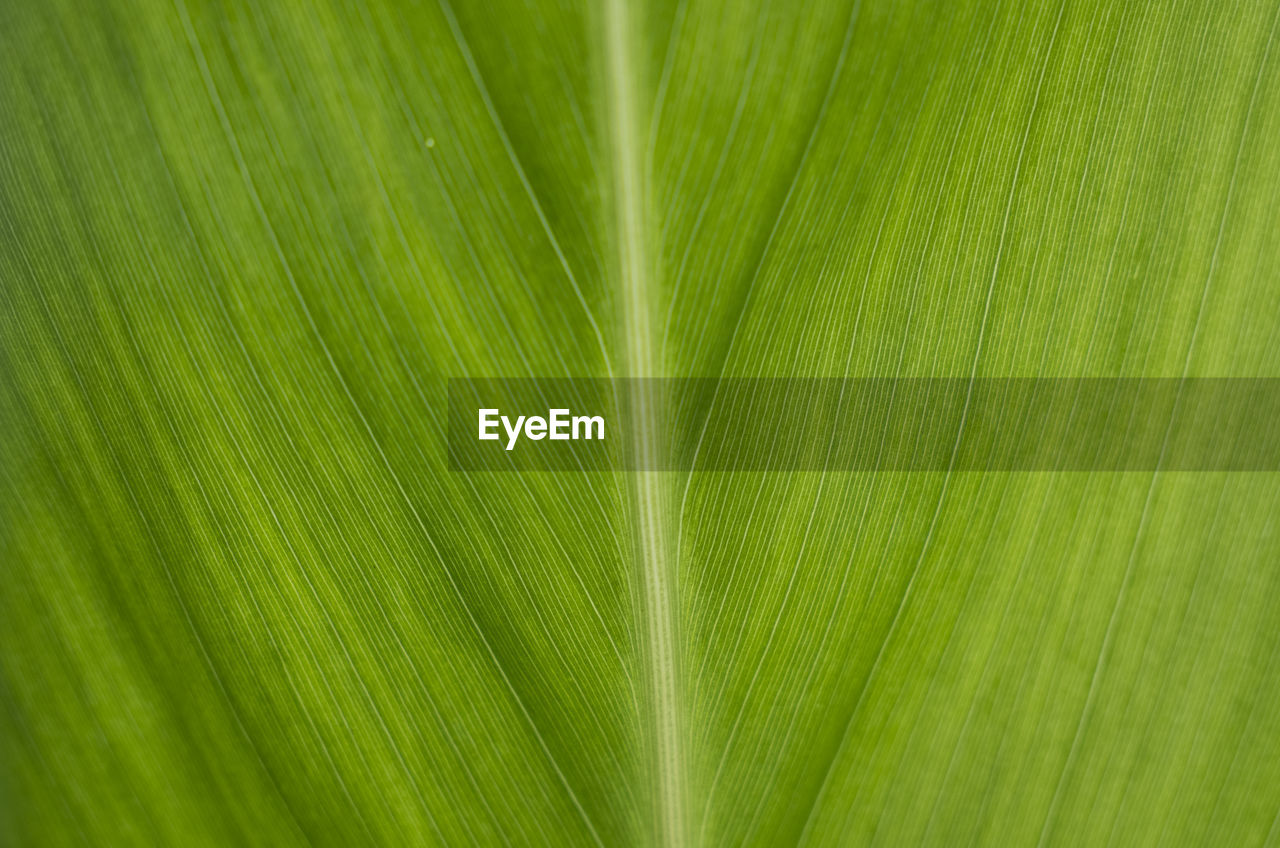 Full frame shot of green leaf