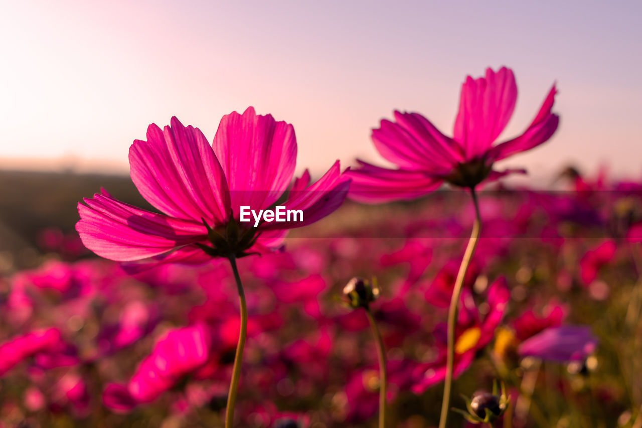 Close-up of pink cosmos flowering plant on field