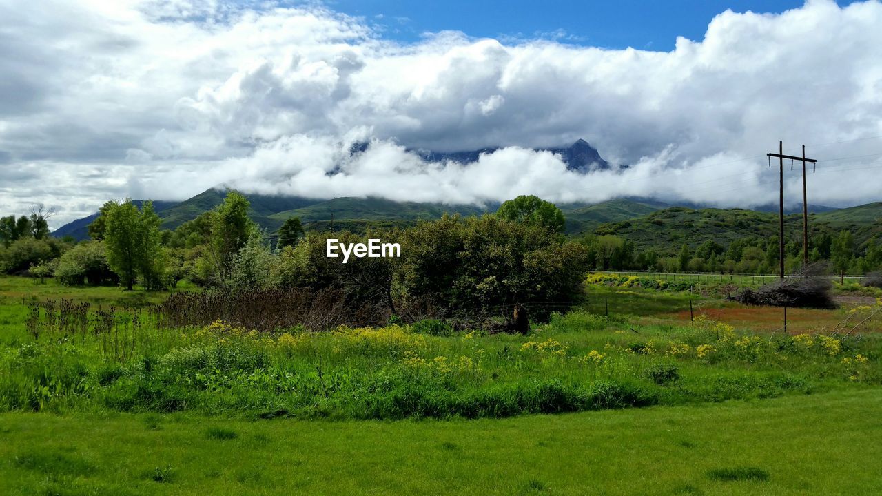 Trees and plants on field against cloudy sky