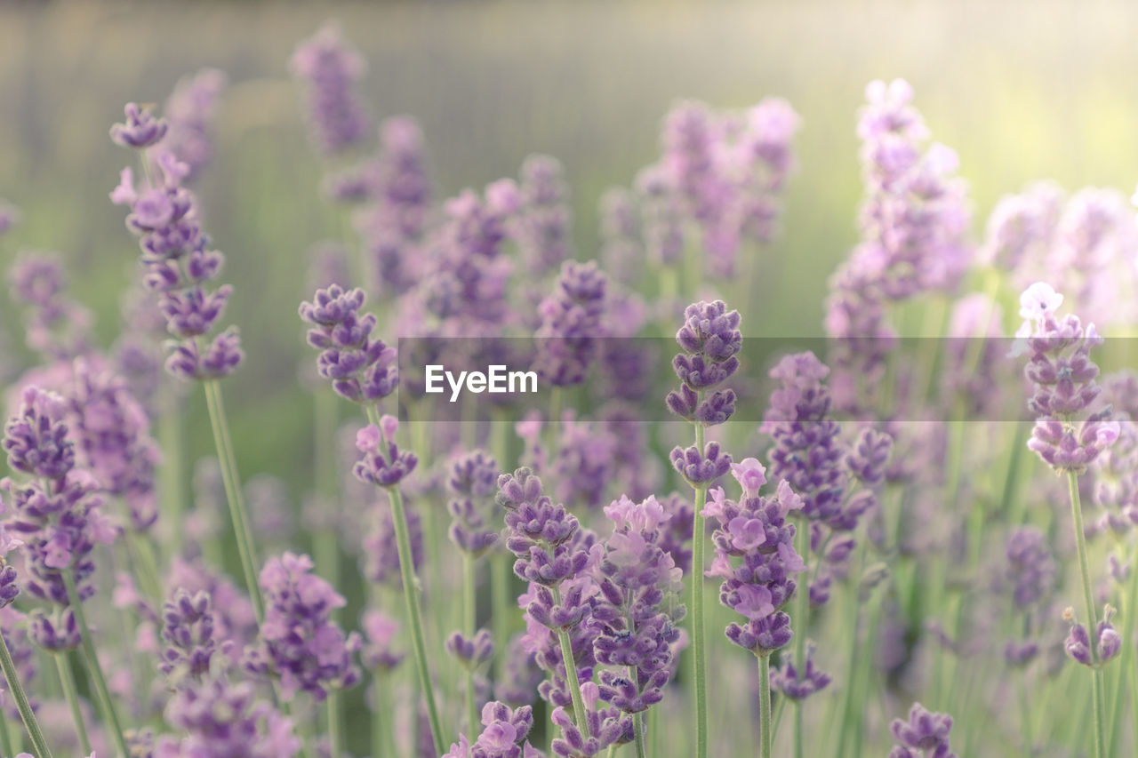 Close-up of purple flowering plants on field