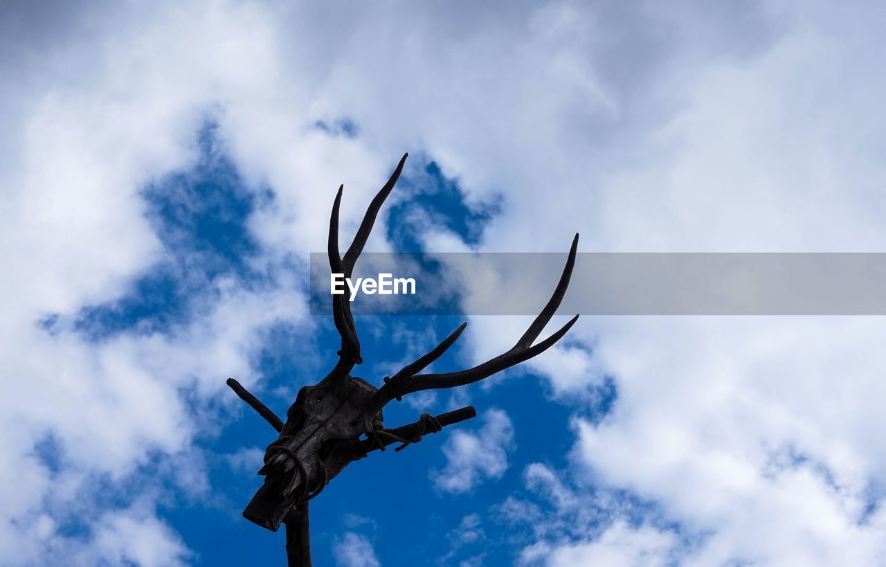 Low angle view of deer on tree against sky