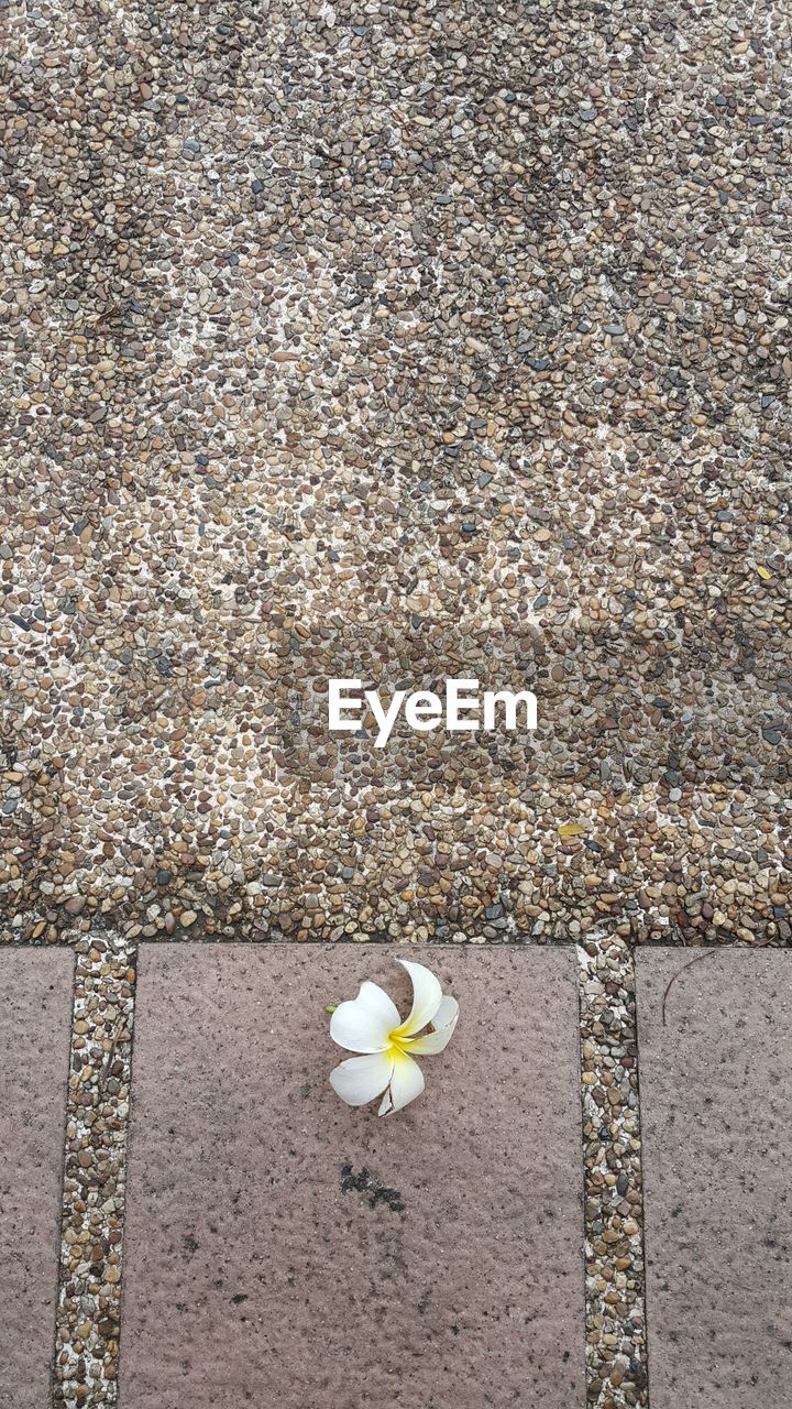 Close-up of yellow flowers on road