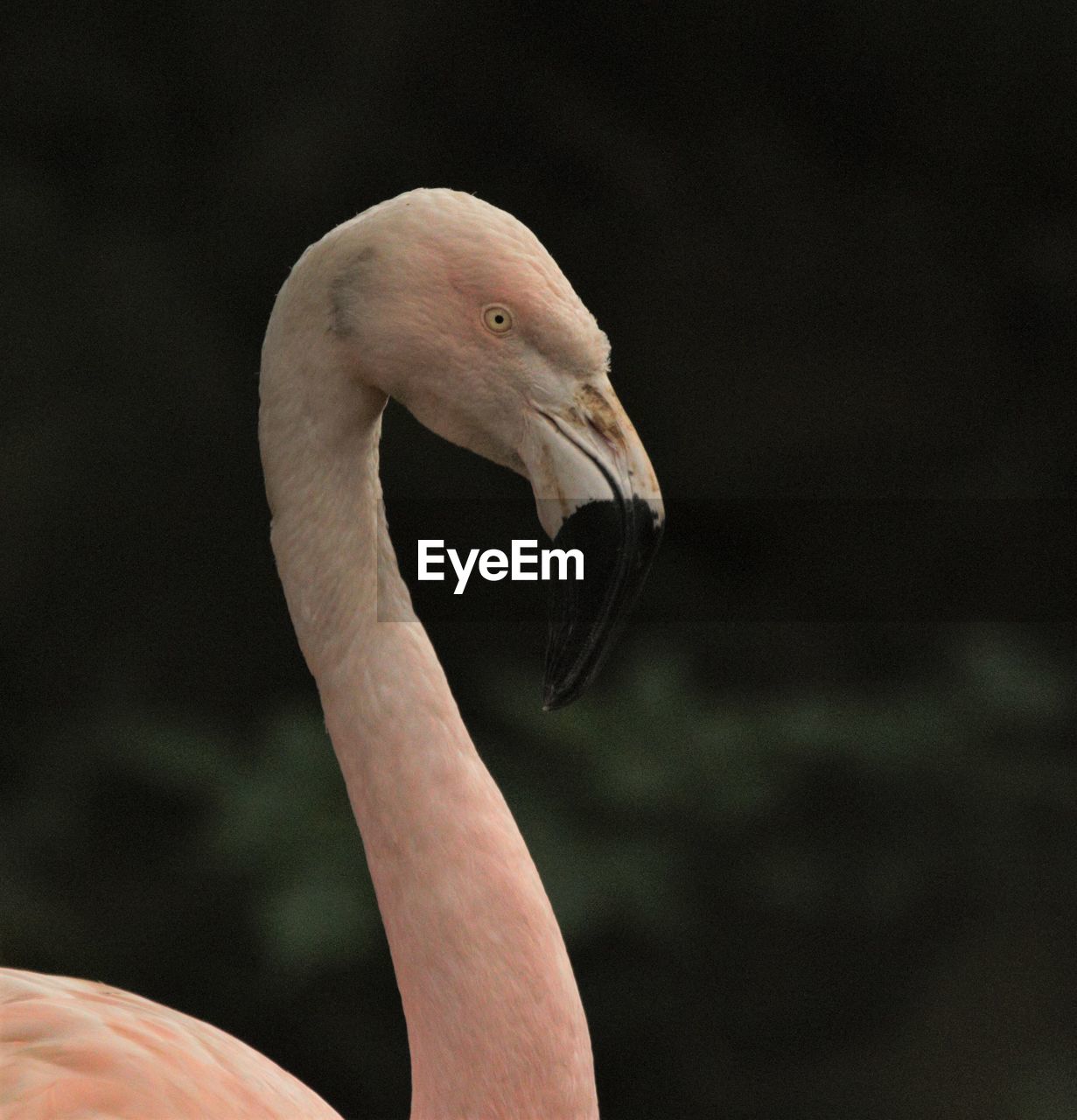 CLOSE-UP OF WHITE BIRD