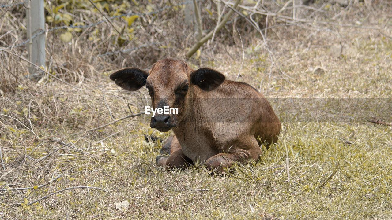 PORTRAIT OF A DOG IN FIELD