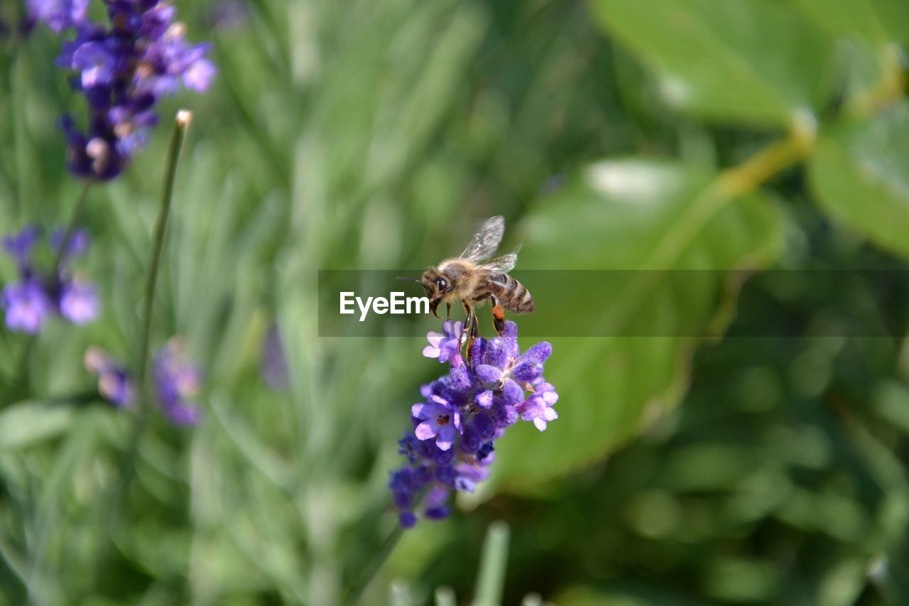 BEE POLLINATING ON FLOWER