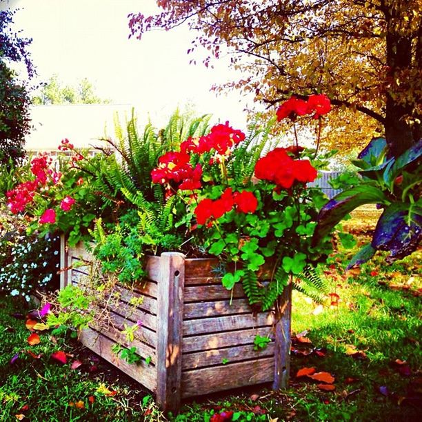 CLOSE-UP OF RED FLOWERS