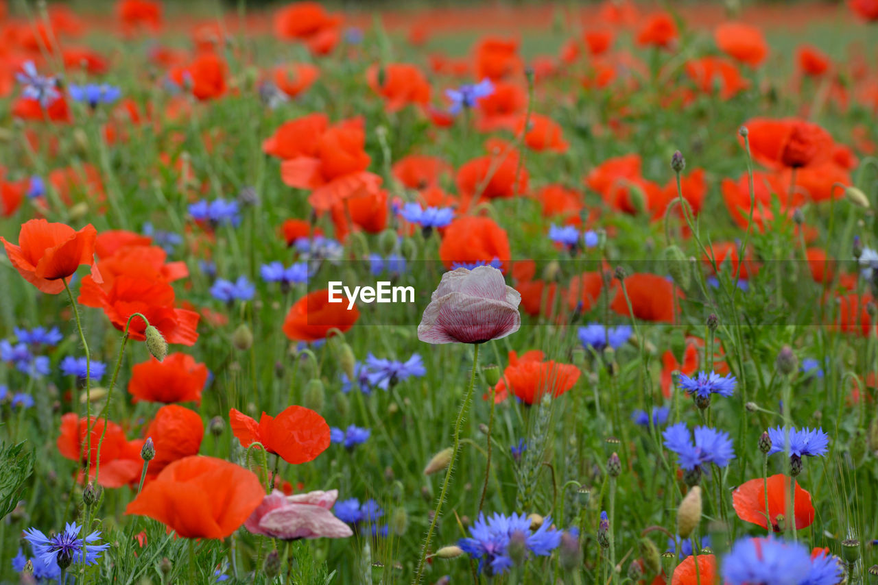 CLOSE-UP OF POPPIES ON FIELD
