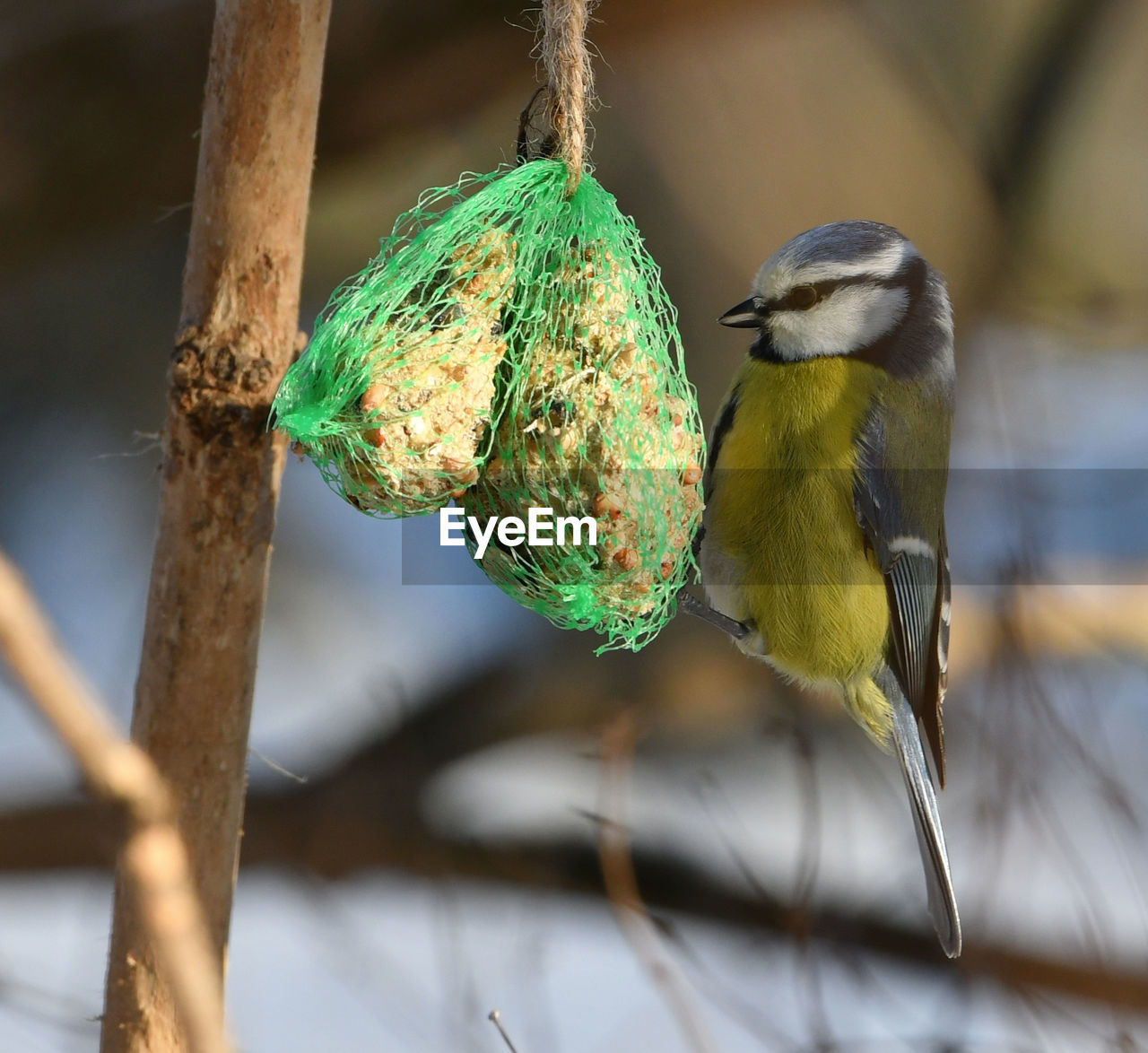 CLOSE-UP OF A BIRD PERCHING ON A TREE