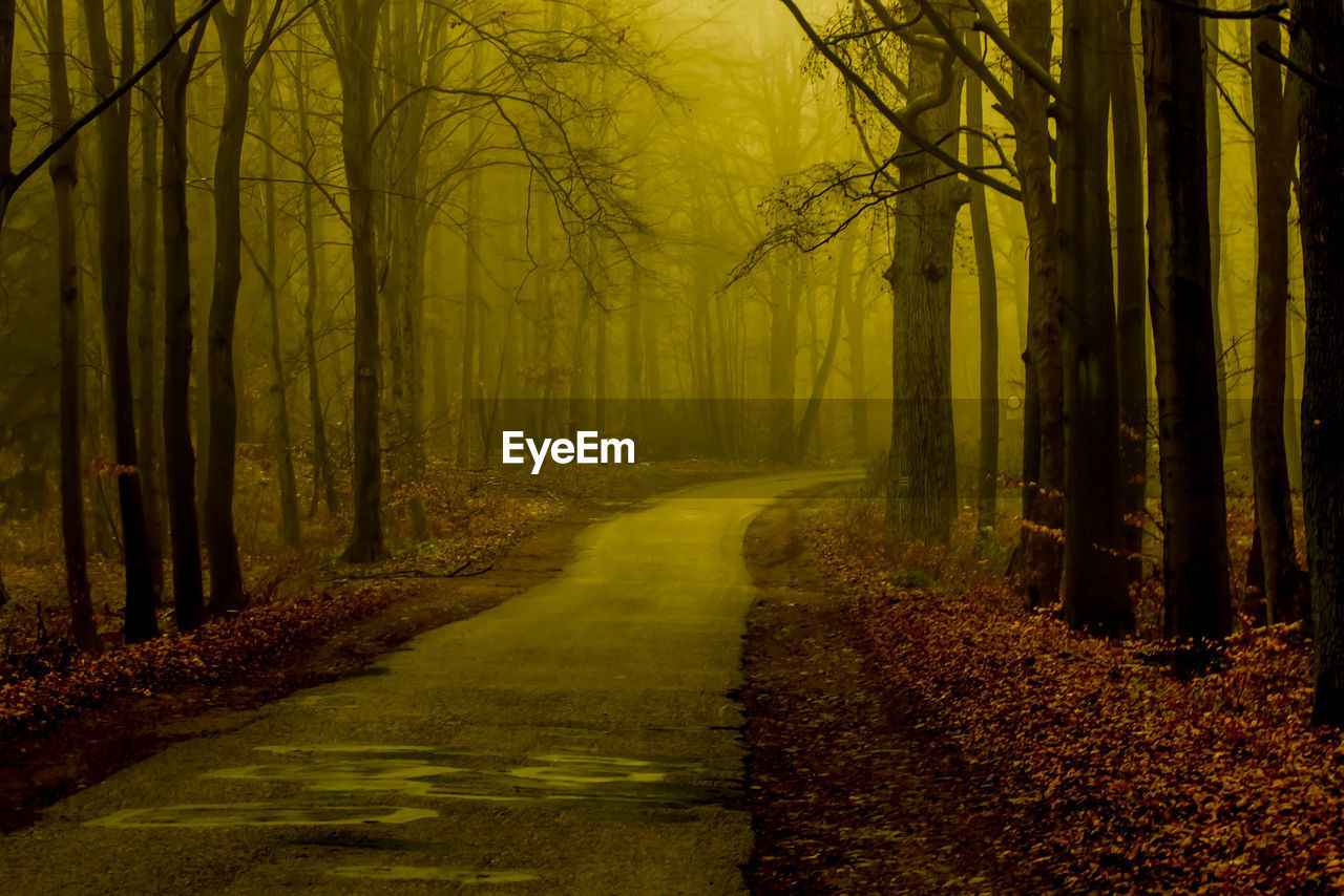 Road amidst trees in forest during autumn