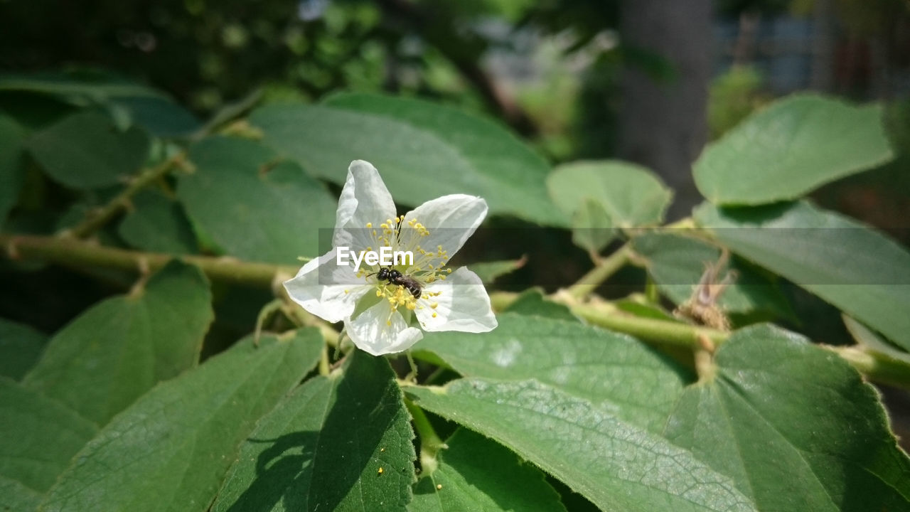 CLOSE-UP OF WHITE ROSE ON PLANT