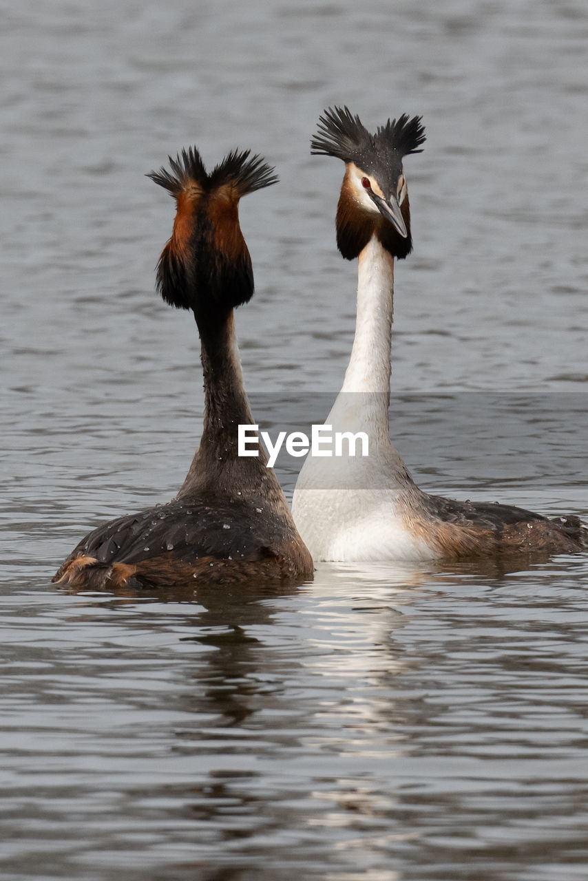 Pair of great crested grebes with head plumes raised in intricate pair-bonding display