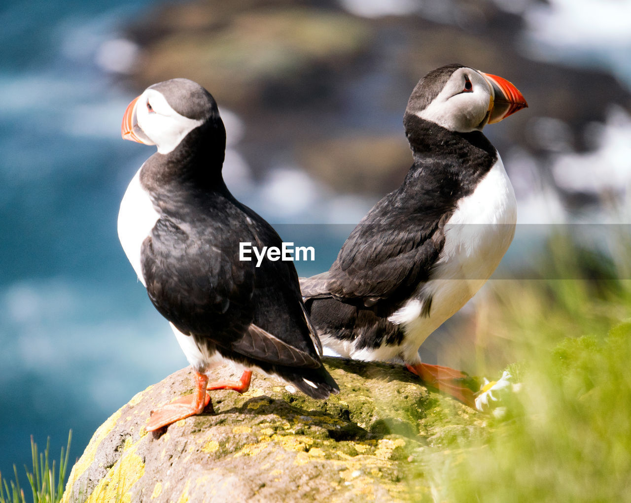 Close-up of puffins perching outdoors