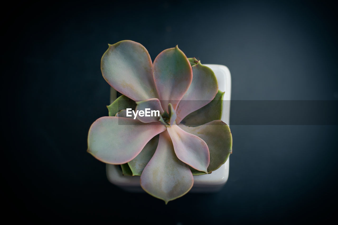 CLOSE-UP OF WHITE ROSE AGAINST BLACK BACKGROUND