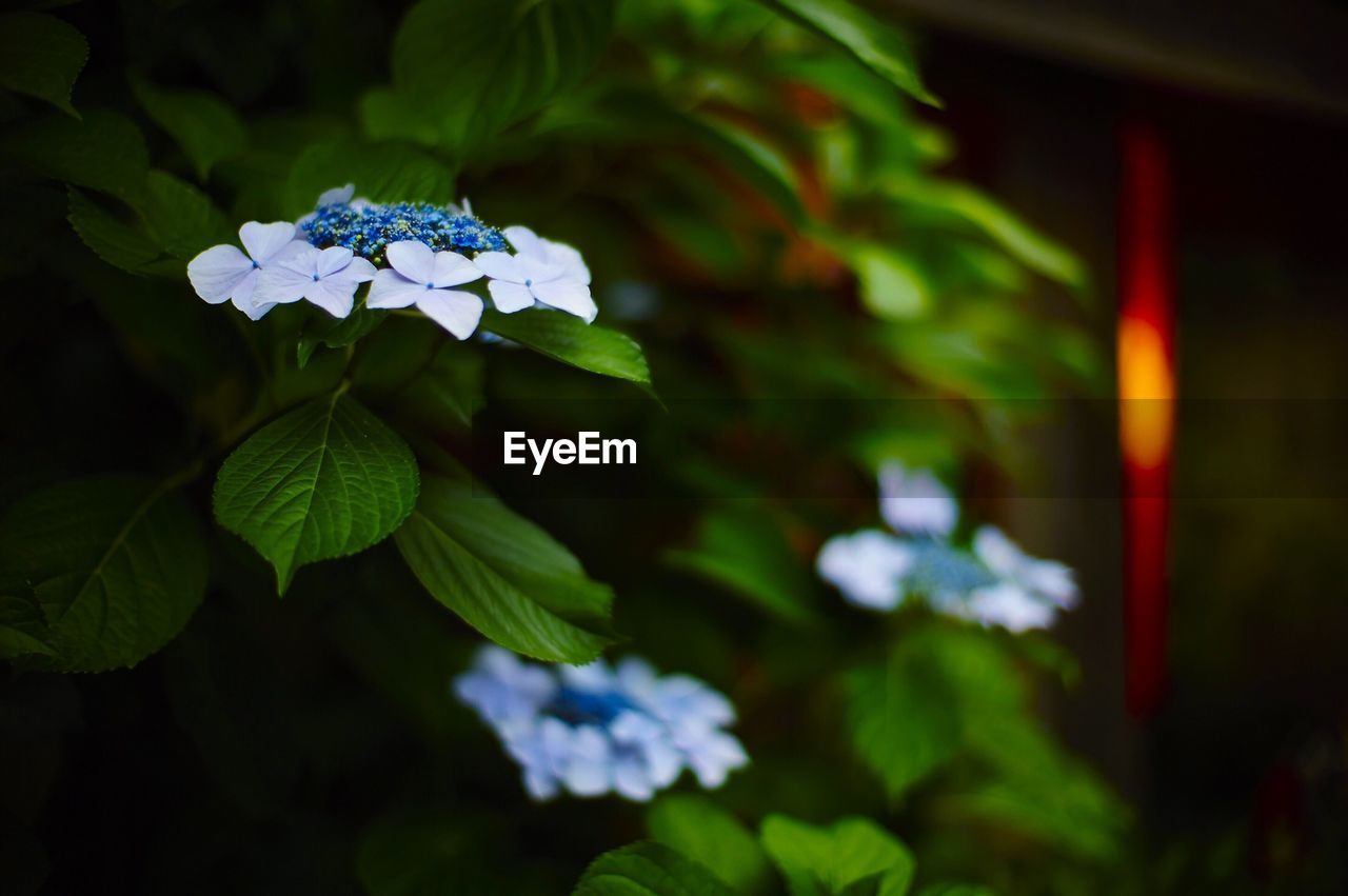 Beautiful white flowers growing outdoors