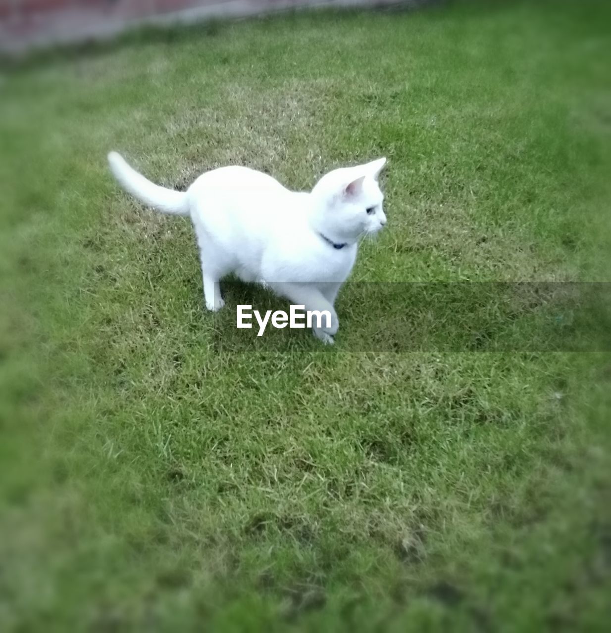 DOG LYING ON GRASS