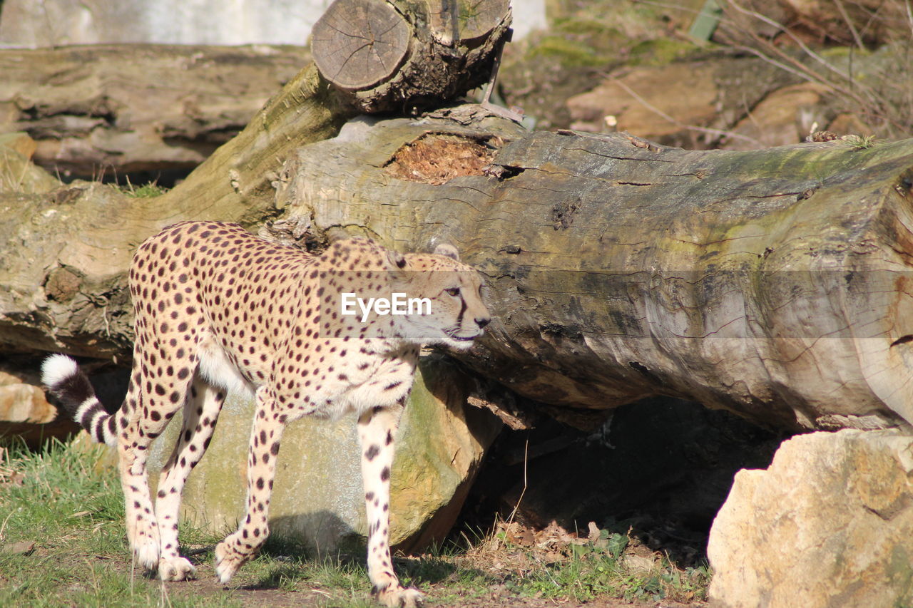 animal, animal themes, animal wildlife, wildlife, mammal, feline, big cat, cat, cheetah, spotted, carnivora, nature, no people, leopard, one animal, felidae, zoo, safari, animals hunting, carnivore, outdoors, domestic animals, day, tourism, plant, pet