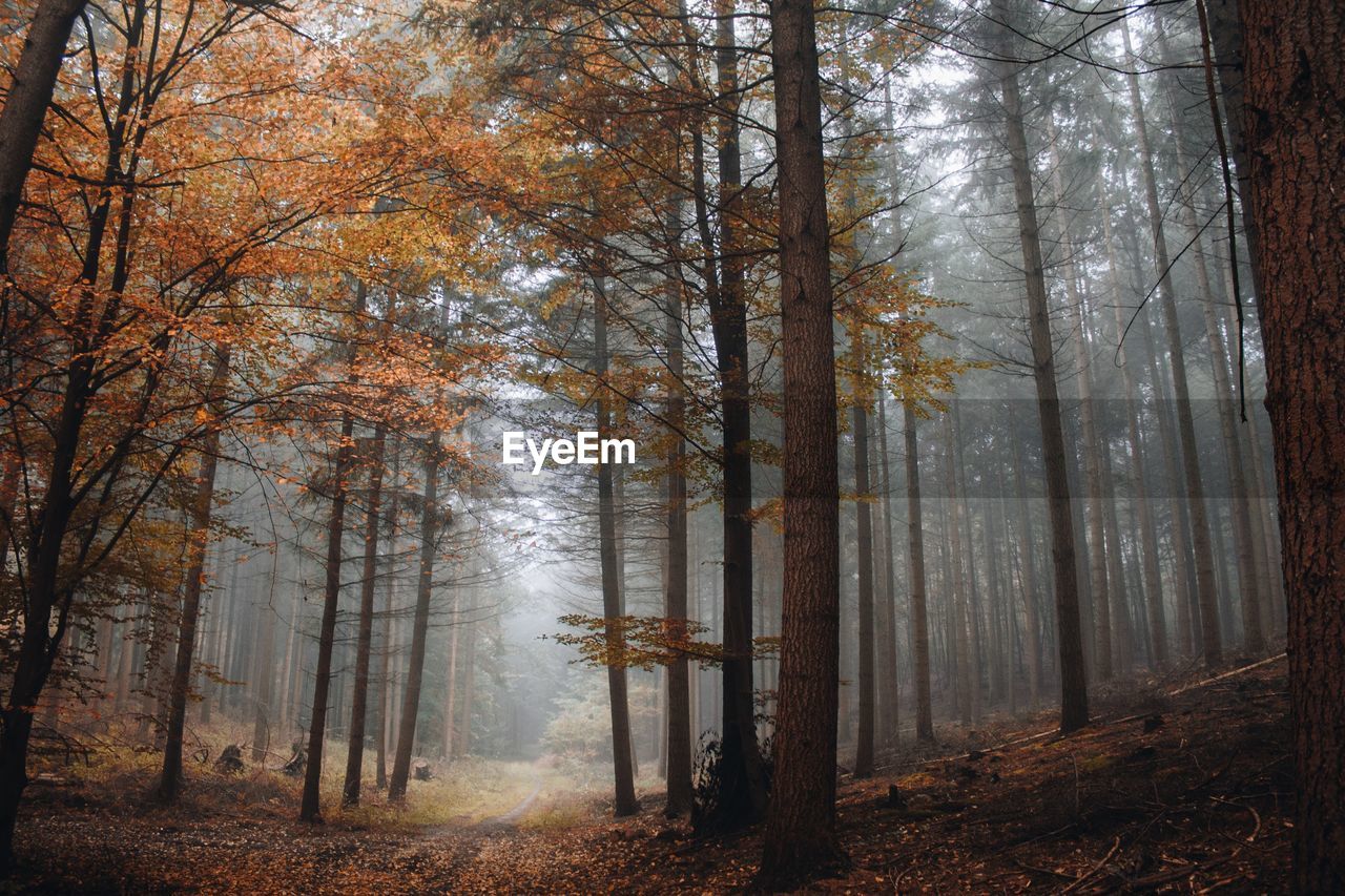 Trees in forest during autumn