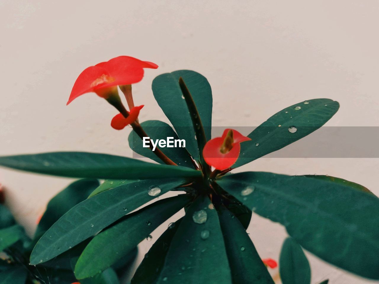 Close-up of red rose flower