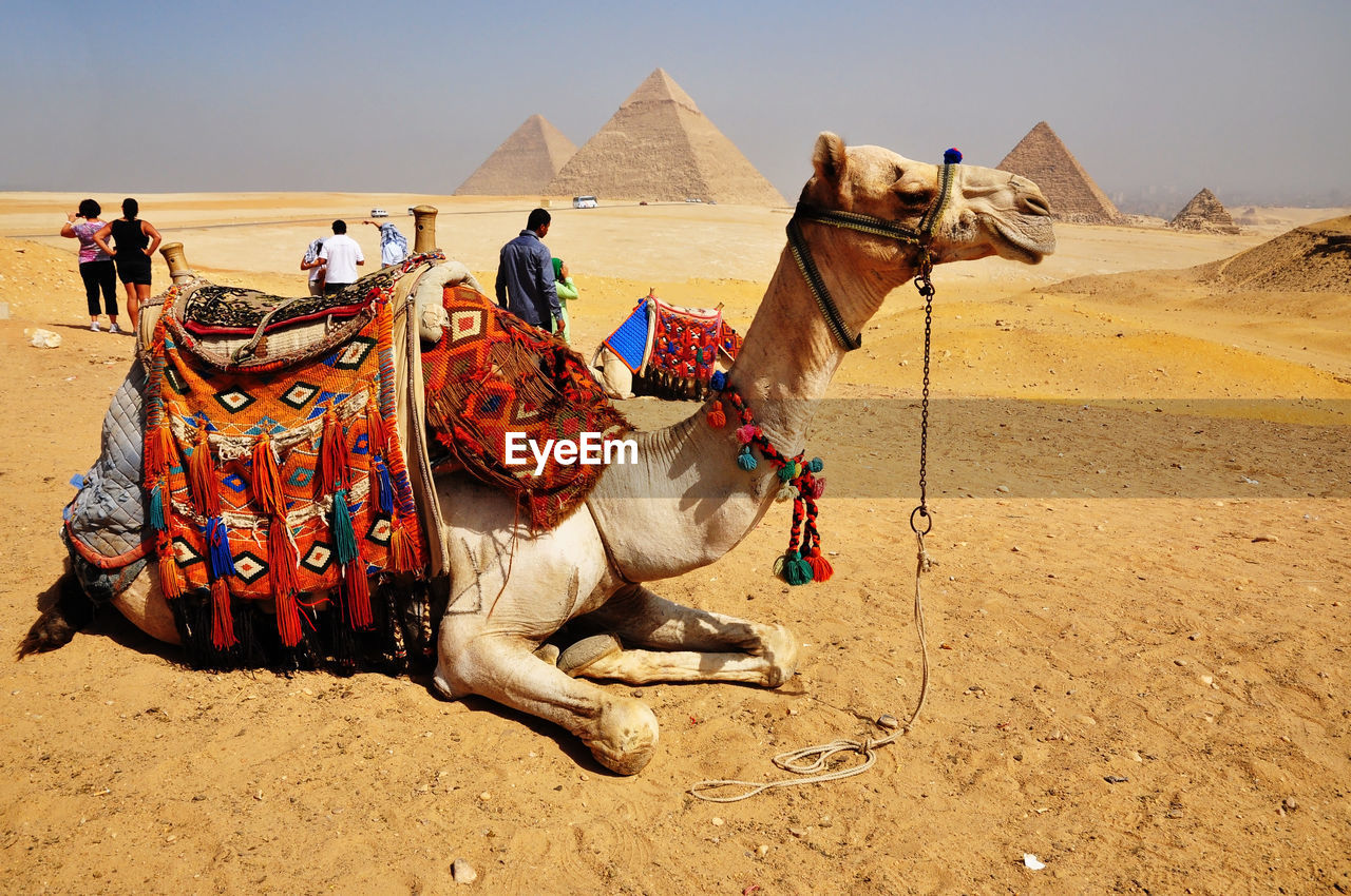 Camel at giza pyramid in egypt