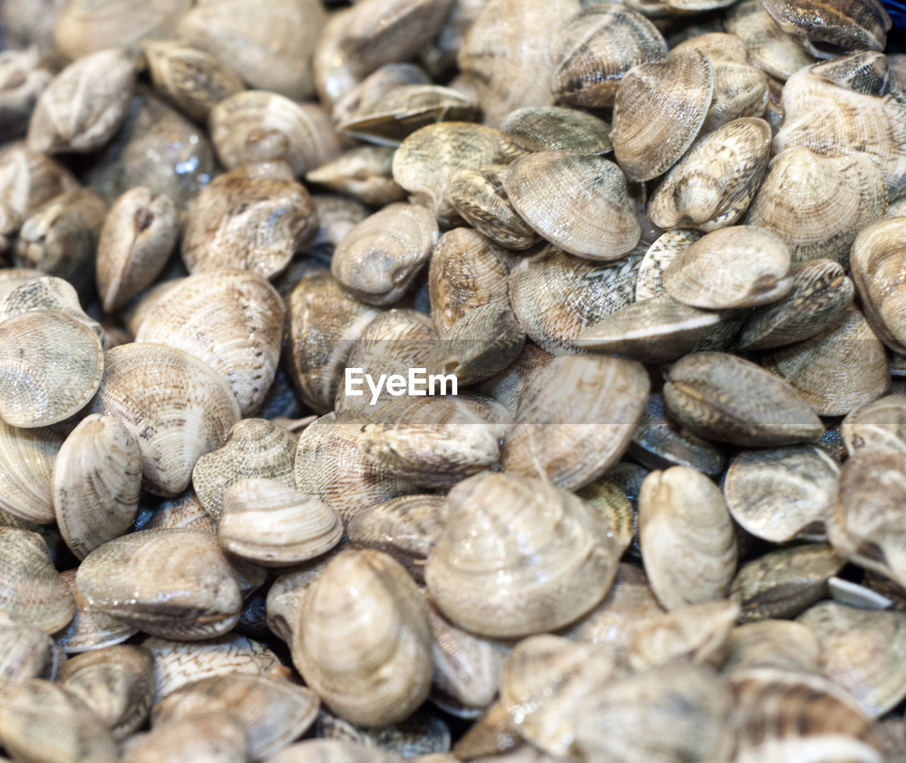 Full frame shot of clams