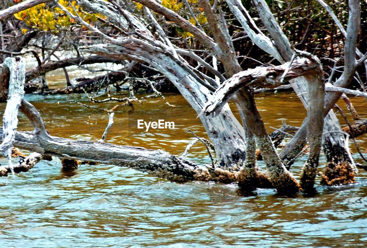 BARE TREES IN RIVER