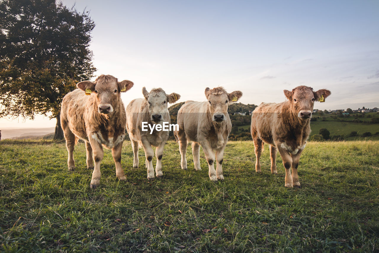 Portrait of cows standing on field against sky