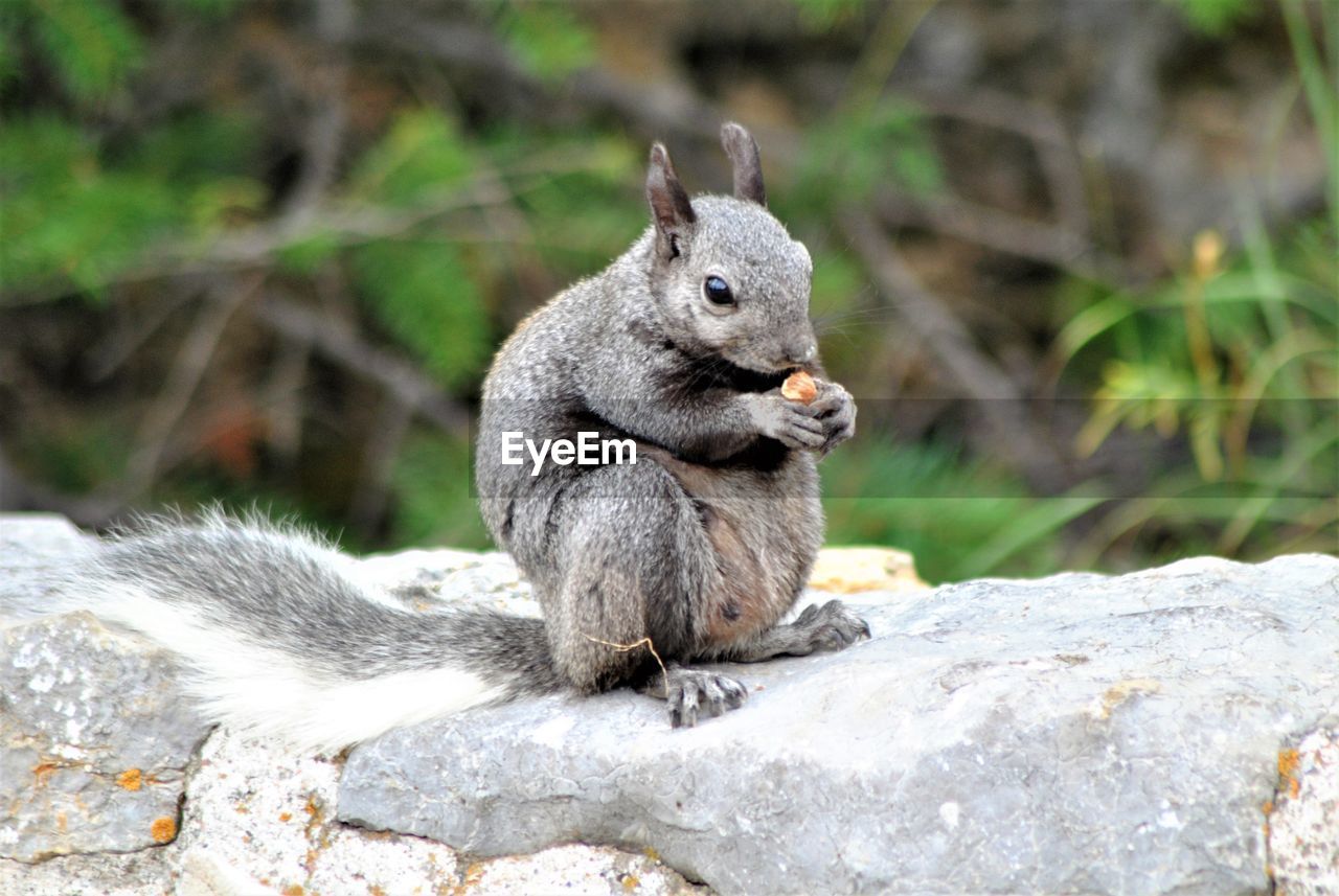 SQUIRREL SITTING ON ROCK AGAINST BLURRED BACKGROUND