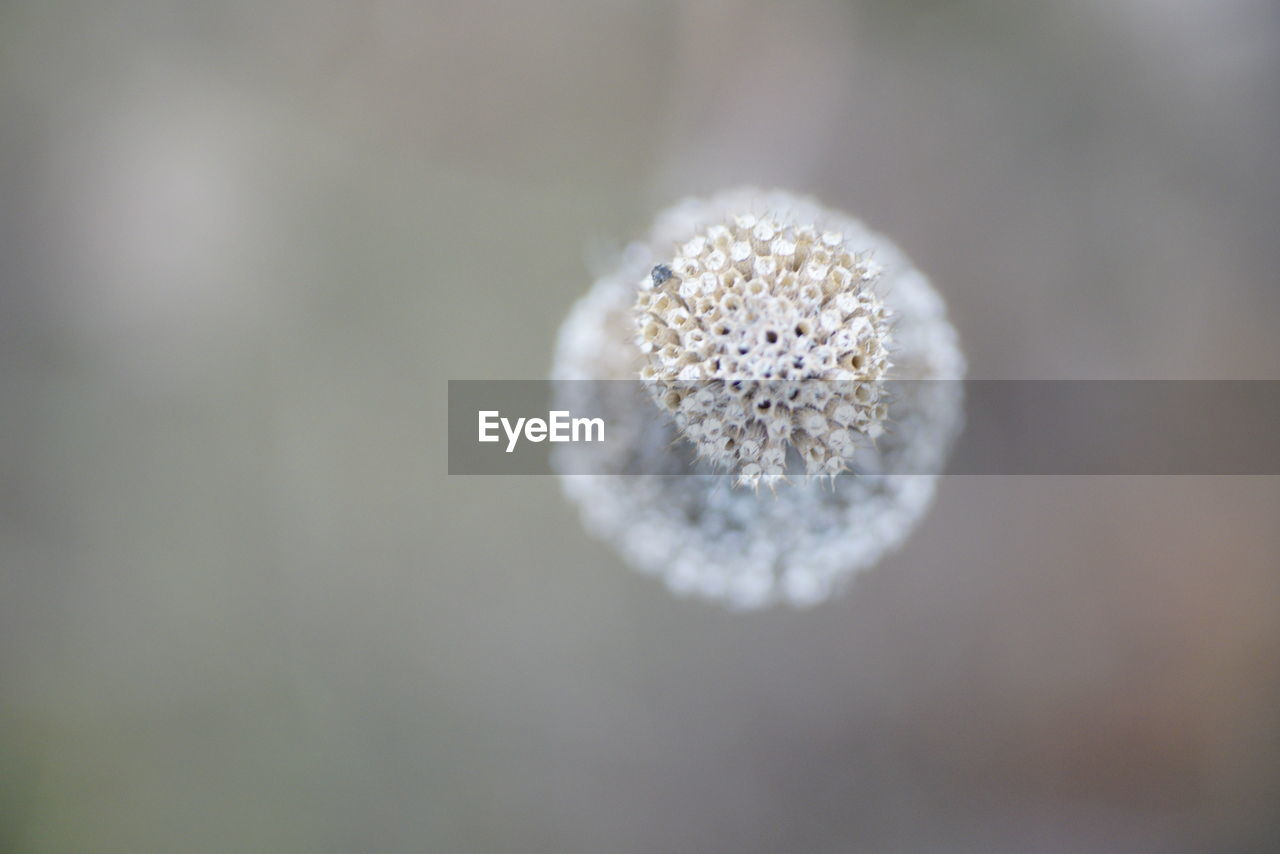 CLOSE UP OF SMALL WHITE FLOWER