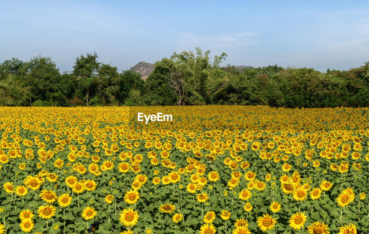 SCENIC VIEW OF YELLOW FLOWERS GROWING ON FIELD