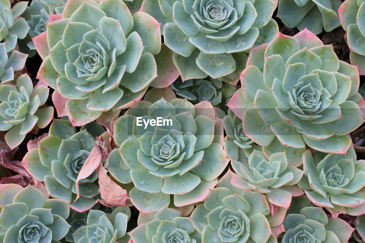 Close up macro of exotic cacti succulent plant growing in large pot in greenhouse in organic garden