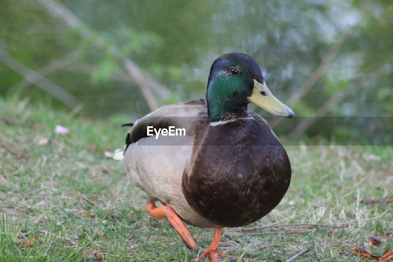 Close-up of mallard duck on field