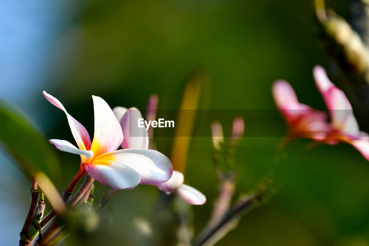 CLOSE-UP OF MAGNOLIA BLOOMING OUTDOORS