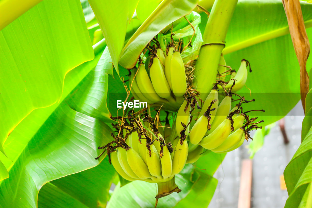 Close-up of green plant