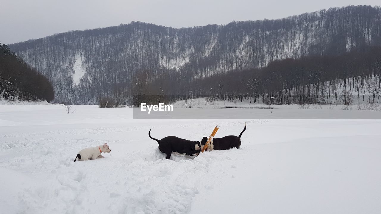 DOG ON SNOW COVERED LAND