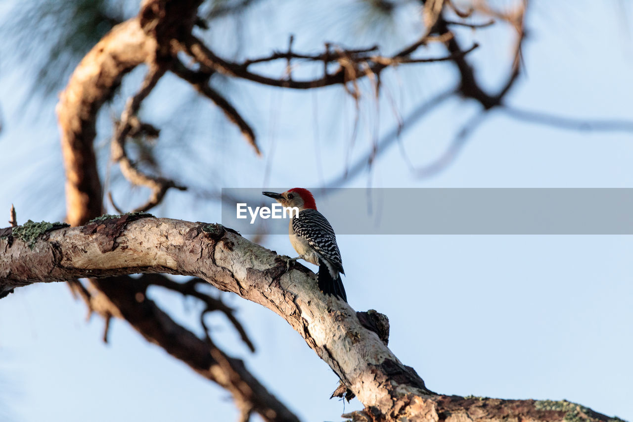 LOW ANGLE VIEW OF BIRDS PERCHING ON BRANCH