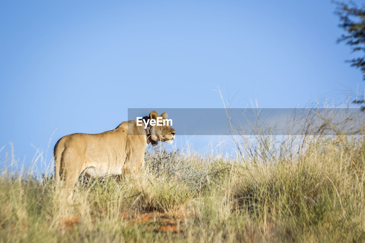 African lioness with tracking collar in kgalagadi transfrontier park, south africa