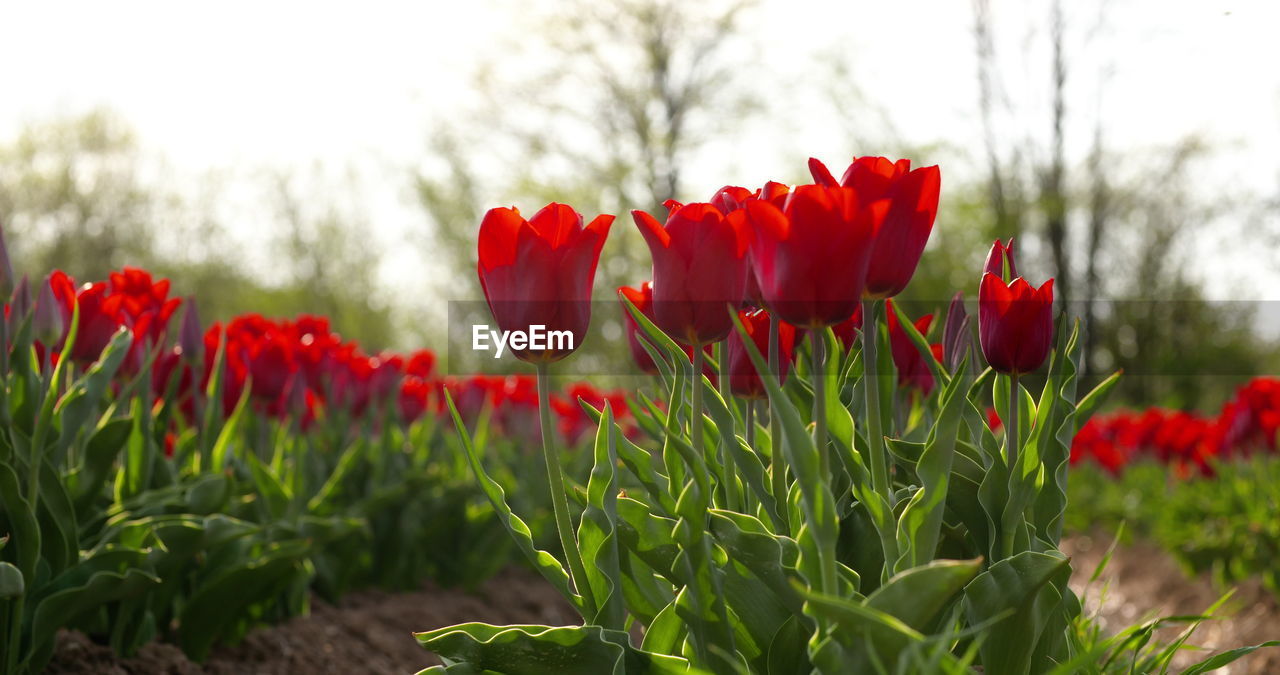 plant, flower, flowering plant, red, beauty in nature, freshness, nature, growth, tulip, petal, fragility, flower head, inflorescence, sky, field, close-up, land, landscape, poppy, springtime, no people, focus on foreground, environment, blossom, flowerbed, green, outdoors, day, leaf, plant part, botany, rural scene, vibrant color, tranquility, grass, multi colored, sunlight, tree, non-urban scene, plant stem