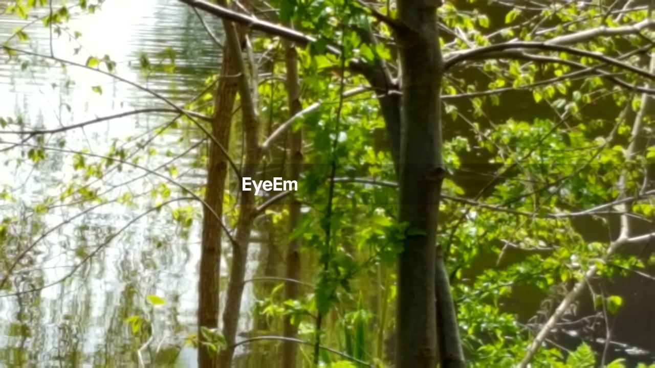 VIEW OF TREES IN FOREST