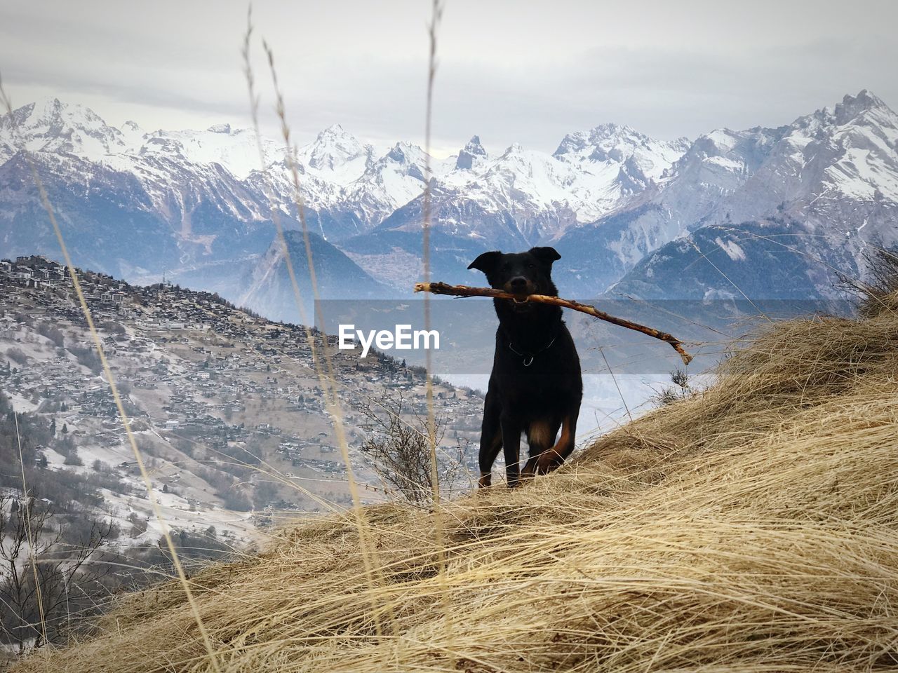 Dog on mountain against sky