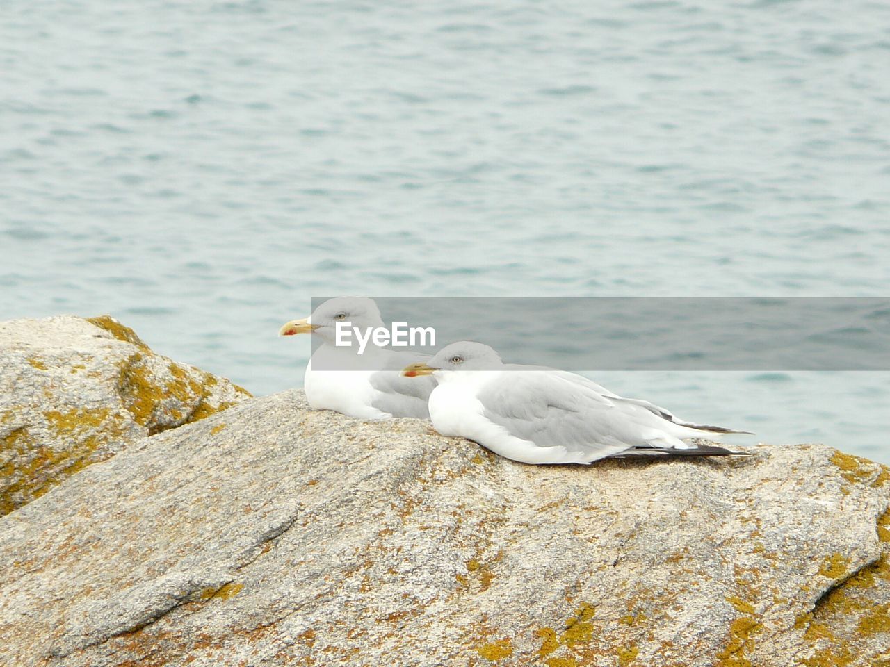 Close-up of seagulls perching on rock by lake