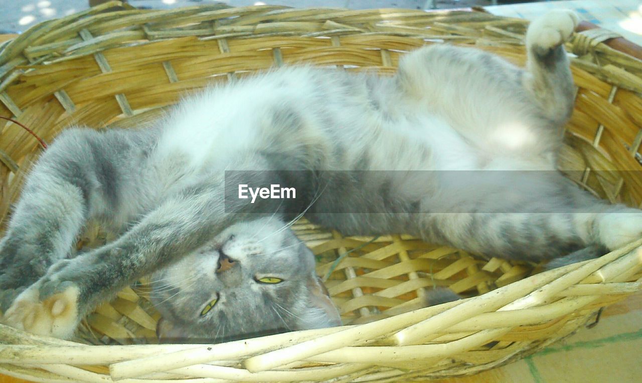 CAT RELAXING ON FLOOR