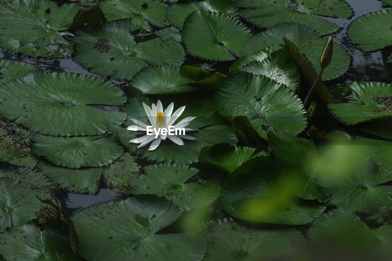 green, plant, flower, leaf, flowering plant, plant part, beauty in nature, freshness, nature, growth, water lily, no people, lake, water, close-up, aquatic plant, flower head, fragility, inflorescence, outdoors, high angle view, petal, wildflower, botany, full frame, floating, day, backgrounds, floating on water, lotus water lily