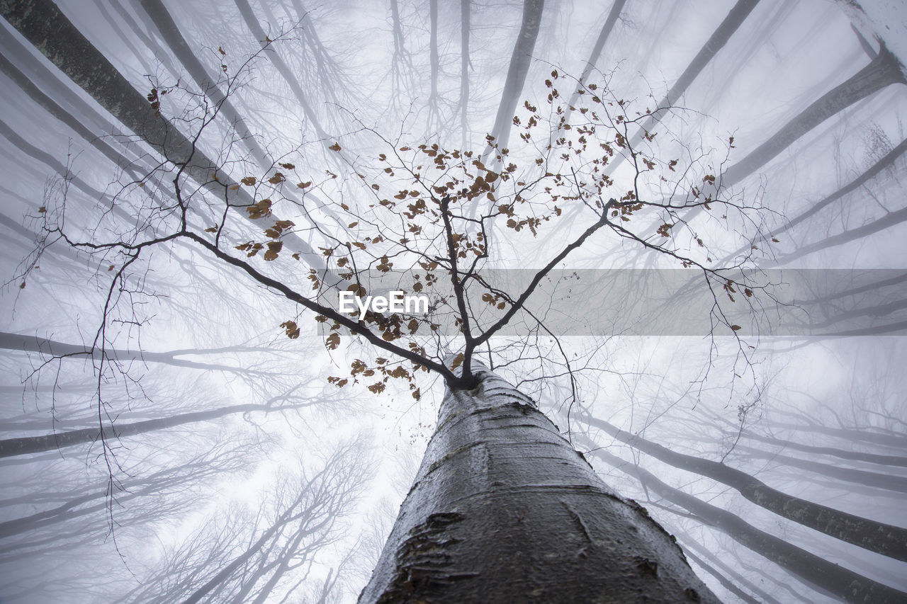 Low angle view of bare trees against sky