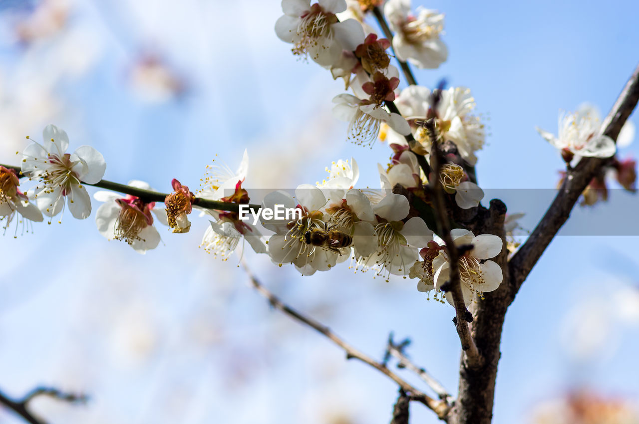 LOW ANGLE VIEW OF CHERRY BLOSSOM ON BRANCH