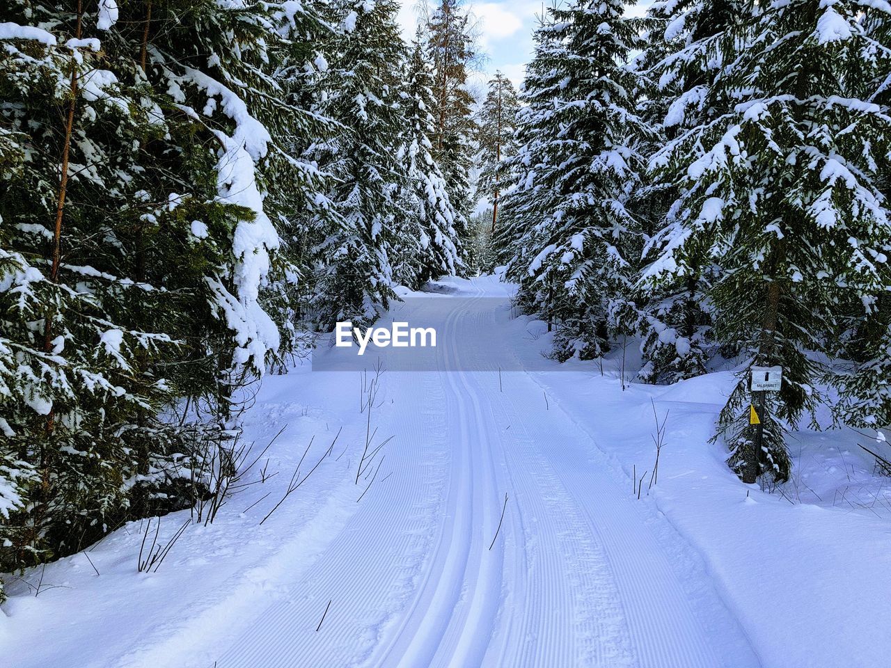 PINE TREES ON SNOW COVERED ROAD