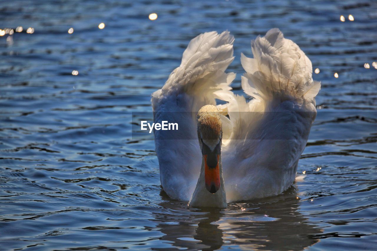 Graceful swan on a lake.