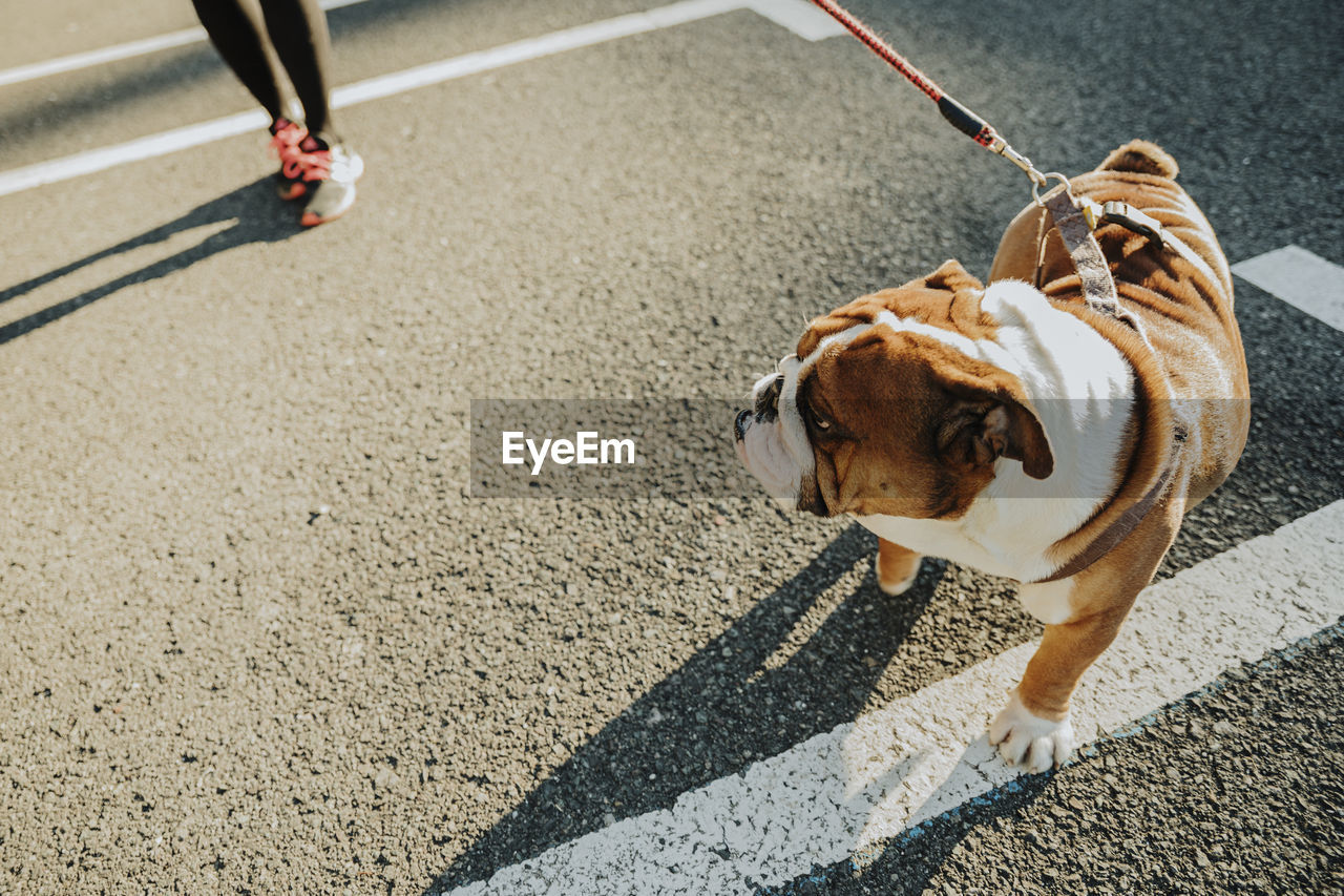 From above of funny purebred english bulldog puppy with spotted muzzle standing on asphalt ground