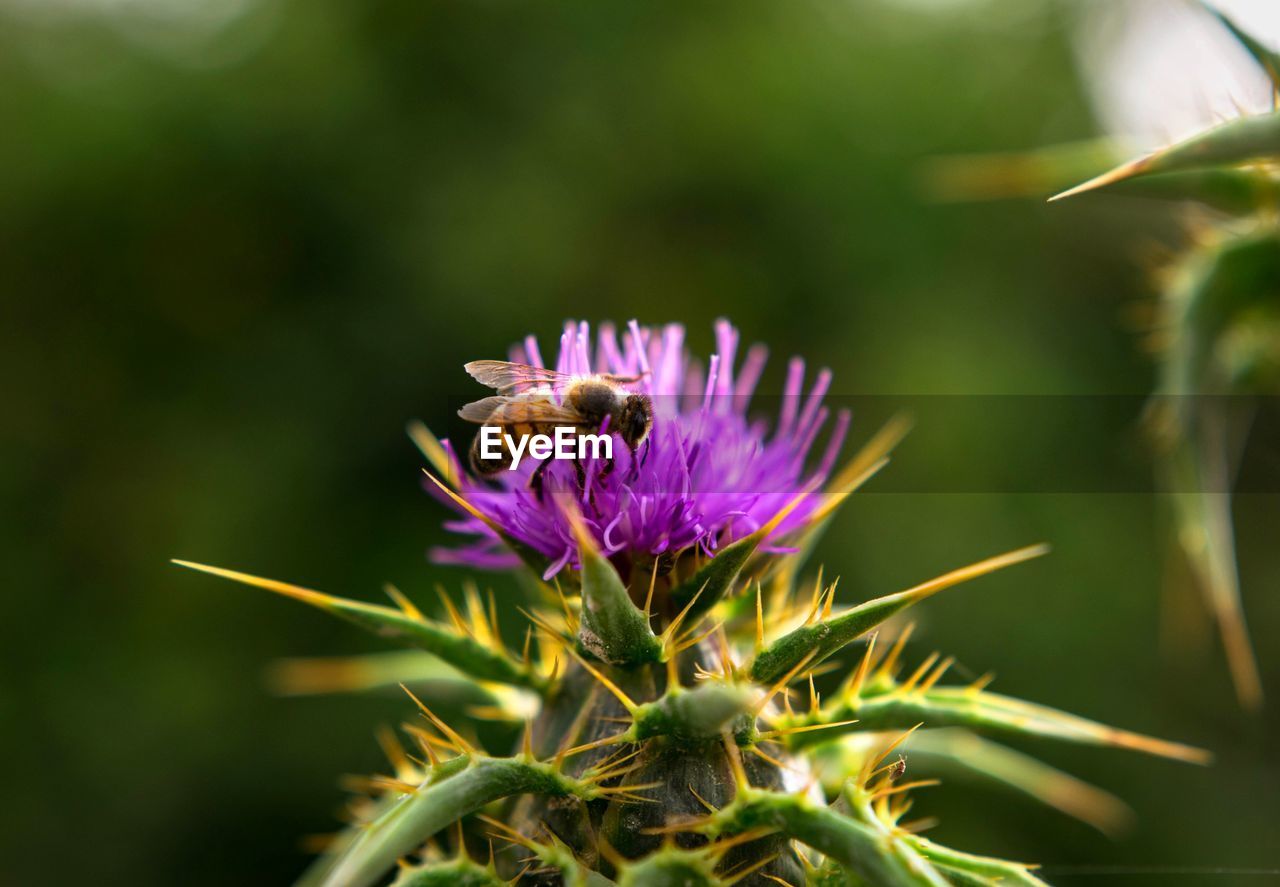 CLOSE-UP OF BEE ON THISTLE