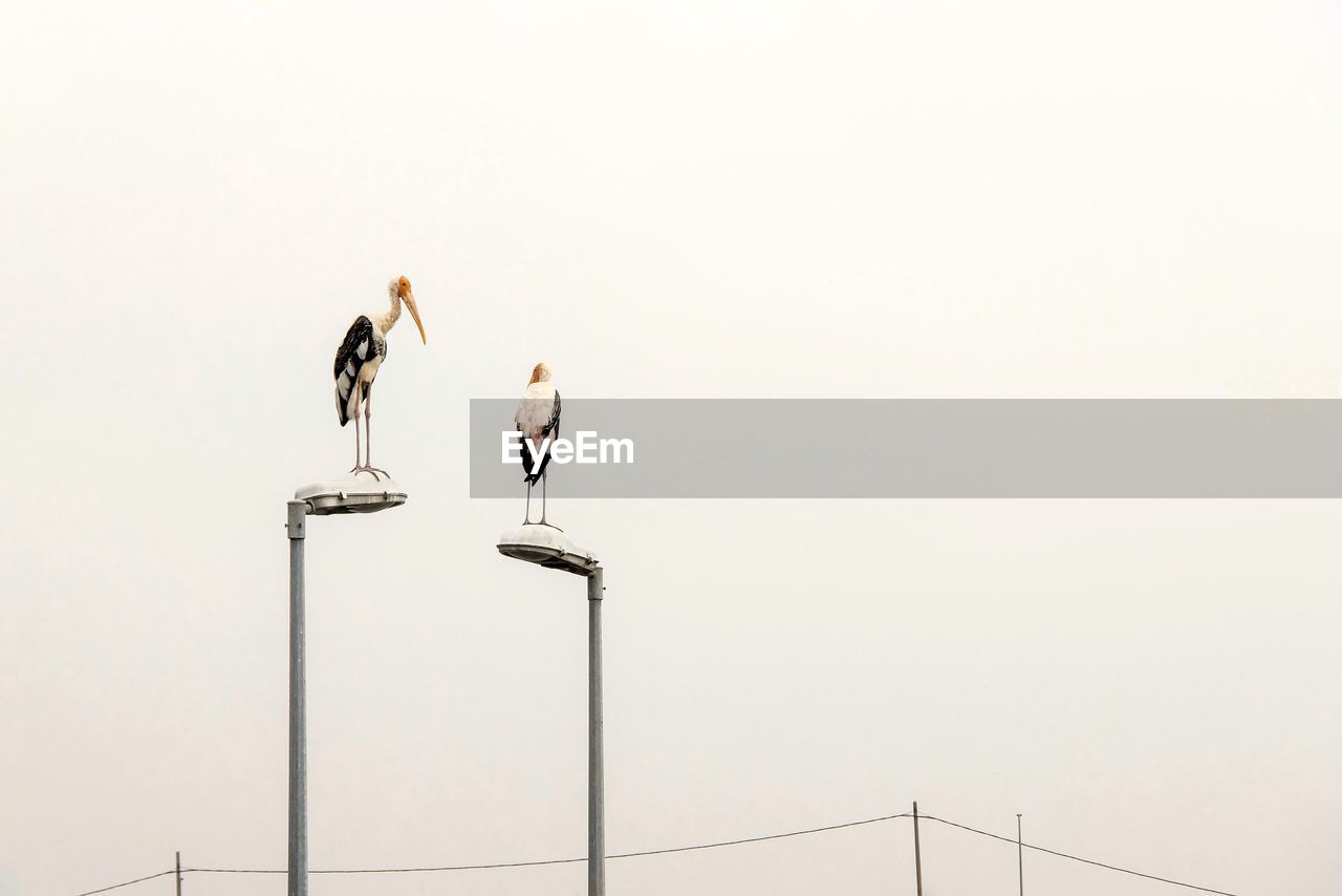 LOW ANGLE VIEW OF BIRDS PERCHING ON POWER LINES